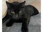 Adopt Shadow a All Black Domestic Shorthair / Mixed cat in Westampton