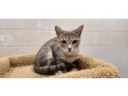 Adopt Ellie a Gray or Blue Domestic Shorthair / Domestic Shorthair / Mixed cat