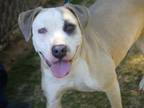 Adopt BLUEY a American Staffordshire Terrier, Mixed Breed