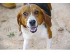 Adopt SAFFRON a Beagle, Mixed Breed