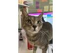 Adopt Baked Beans a Gray or Blue Domestic Shorthair / Domestic Shorthair / Mixed