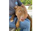 Adopt Randy a Brown/Chocolate Mixed Breed (Medium) / Mixed dog in Fernandina