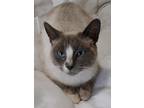 Adopt Winter a Tan or Fawn (Mostly) Siamese (short coat) cat in Smithfield