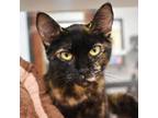 Adopt Linda a Domestic Short Hair