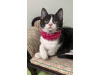 Adopt Mckenzie a White Domestic Mediumhair / Domestic Shorthair / Mixed cat in