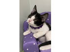 Adopt Chloe a White Domestic Mediumhair / Domestic Shorthair / Mixed cat in