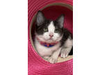 Adopt Calypso a White Domestic Mediumhair / Domestic Shorthair / Mixed cat in