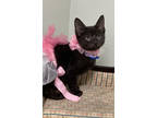 Adopt Winnie a All Black Domestic Mediumhair / Domestic Shorthair / Mixed cat in