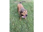 Adopt Rusty a Tan/Yellow/Fawn American Pit Bull Terrier / Mixed dog in New