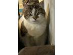 Adopt Marie a Gray or Blue Domestic Shorthair / Domestic Shorthair / Mixed cat