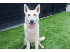 Adopt JULES a Tan/Yellow/Fawn German Shepherd Dog / Mixed dog in Tustin