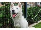 Adopt SCULLY a White Siberian Husky / Mixed dog in Tustin, CA (39009292)