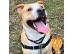 Adopt Bowman a Tan/Yellow/Fawn American Pit Bull Terrier / Mixed dog in Ann