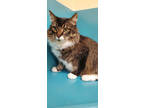 Adopt Xena a Tan or Fawn Domestic Longhair / Domestic Shorthair / Mixed cat in