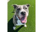 Adopt Brasi a Pit Bull Terrier / Mixed dog in Sheboygan, WI (39177443)