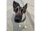 Adopt Tj *bonded With Turbo* a German Shepherd Dog / Siberian Husky / Mixed dog