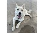 Adopt Turbo *bonded With Tj* a German Shepherd Dog / Siberian Husky / Mixed dog