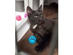 Adopt Macintosh a Black (Mostly) Domestic Shorthair (short coat) cat in Geneseo