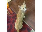 Adopt Penne a Orange or Red Domestic Shorthair / Mixed (short coat) cat in Los