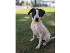 Adopt Sally a White Labrador Retriever dog in Berkeley Heights, NJ (38967206)