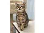 Adopt Everleigh a Domestic Shorthair / Mixed (short coat) cat in Cumberland