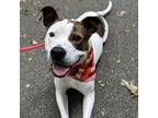 Adopt Gilbert a White - with Tan, Yellow or Fawn Pit Bull Terrier / Mixed dog in