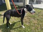 Adopt TOAST a Pit Bull Terrier, Mixed Breed