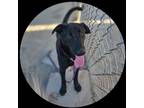 Adopt Kelly a Black Shepherd (Unknown Type) / Mixed dog in Fresno, CA (39031924)
