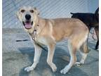 Adopt Sansa a Tan/Yellow/Fawn Shepherd (Unknown Type) / Labrador Retriever /