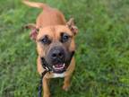 Adopt AVERY a Black Mouth Cur, Mixed Breed