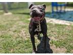 Adopt PATSY a Pit Bull Terrier