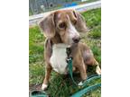 Adopt Clove a Brown/Chocolate Beagle / Mixed dog in Pekin, IL (38995348)