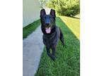Adopt Pongo a Black German Shepherd Dog / Mixed dog in Quincy, IL (39155242)