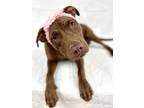 Adopt Chestnut a Brown/Chocolate Labrador Retriever / Mixed dog in Picayune