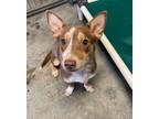 Adopt Samara a Brown/Chocolate Australian Cattle Dog / Mixed dog in Santa Paula