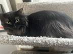 Adopt Lore a All Black Domestic Longhair / Domestic Shorthair / Mixed cat in