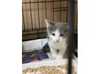 Adopt 4330 marigold a White Domestic Shorthair / Domestic Shorthair / Mixed cat