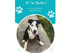 Adopt Smokee a White American Pit Bull Terrier / Mixed dog in Savannah