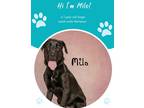 Adopt Milo a Black Labrador Retriever / Mixed dog in Savannah, GA (38922466)