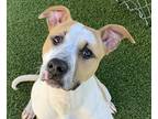 Adopt Bubba a Tan/Yellow/Fawn American Staffordshire Terrier / Mixed dog in