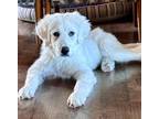 Adopt Sherwood a White Great Pyrenees / Mixed dog in Mead, CO (39010614)