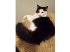 Adopt Baby Spice a Black & White or Tuxedo Domestic Shorthair / Mixed (short