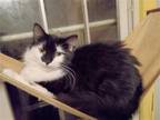 Adopt Ginger Spice a Black & White or Tuxedo Domestic Shorthair / Mixed (short