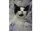 Adopt Posh Spice a Black & White or Tuxedo Domestic Shorthair / Mixed (short