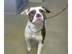 Adopt *STEVEN TYLER a White American Pit Bull Terrier / Mixed dog in Sacramento