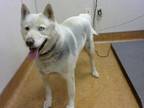 Adopt LUKE a White Husky / Mixed dog in Sacramento, CA (31226297)