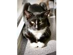 Adopt Teo a All Black Domestic Shorthair / Domestic Shorthair / Mixed cat in
