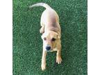 Adopt Wiggles a Labrador Retriever