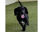 Adopt Sparkle a Black Labrador Retriever, Mixed Breed