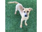 Adopt Krusty a Labrador Retriever, Mixed Breed